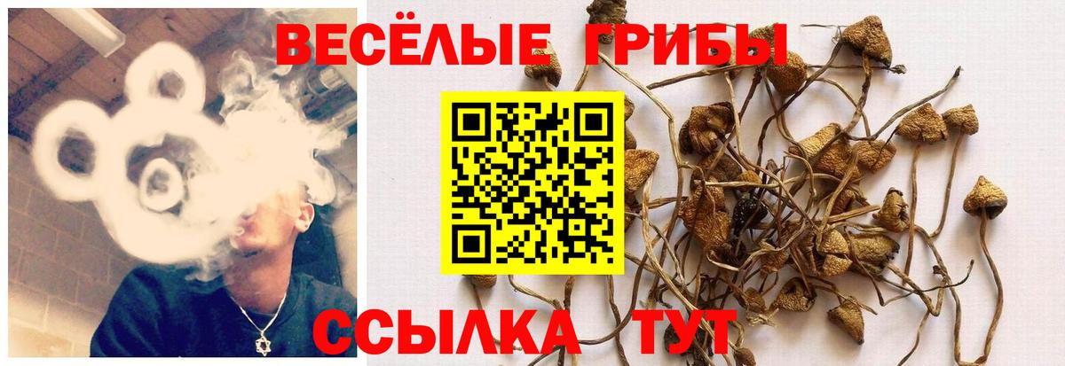 Галлюциногенные грибы Cubensis  Вход с VPN  Крымск 